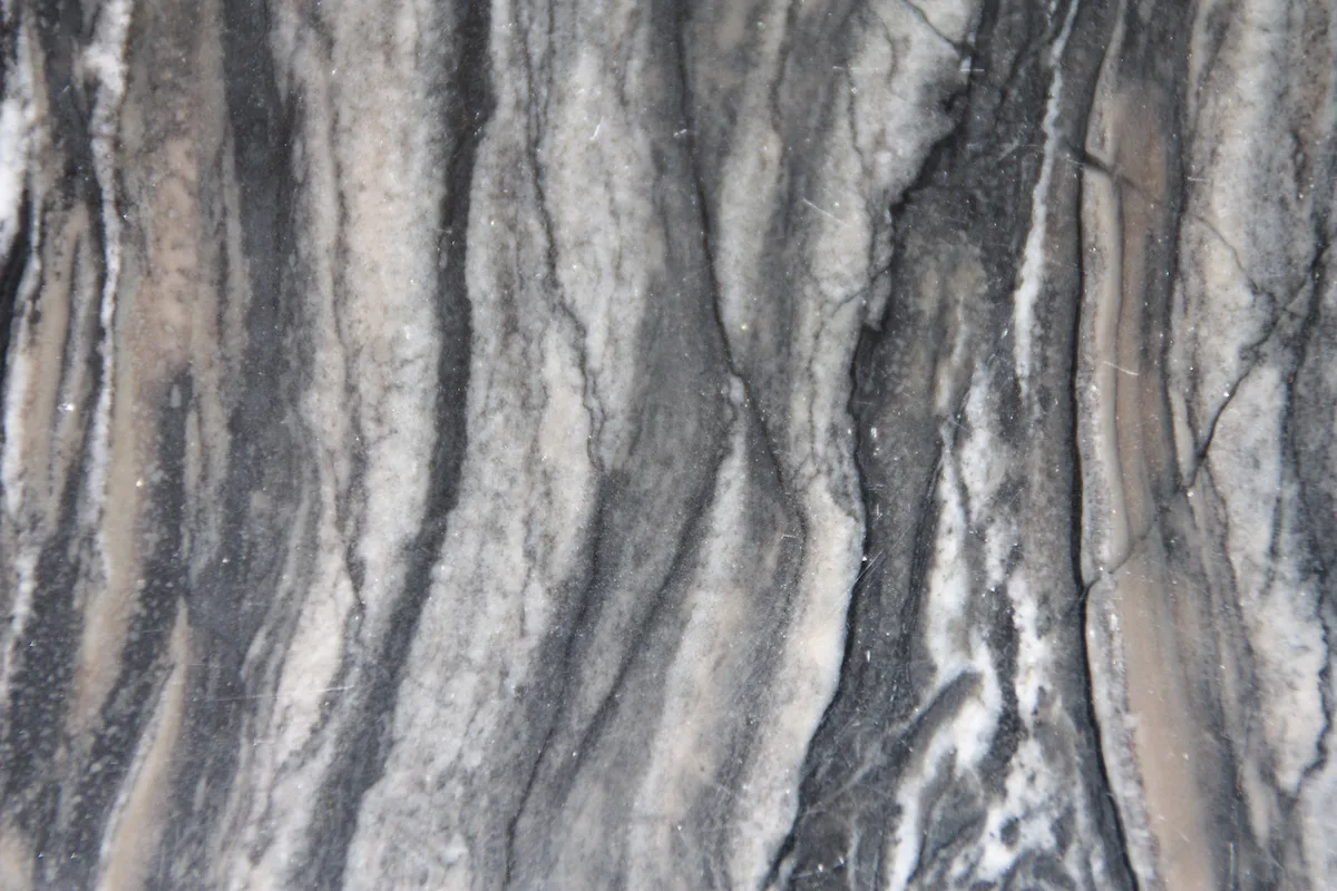 Black Zebra
